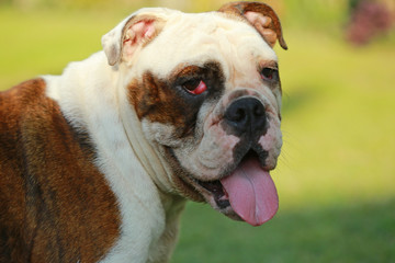 Fototapeta premium Purebred English Bulldog enjoy life