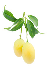 sweet Marian plum thai fruit isolated on white background (Mayongchid Maprang Marian Plum and Plum Mango,Thailand)