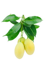 sweet Marian plum thai fruit isolated on white background (Mayongchid Maprang Marian Plum and Plum Mango,Thailand)