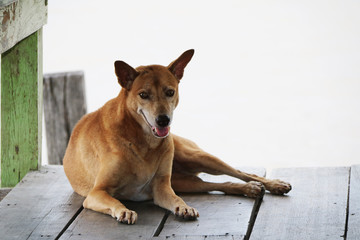 Thai brown stray dog laying down on the wooden floor on white background. It is a dog that lives on the streets or temple and does not have an owner.