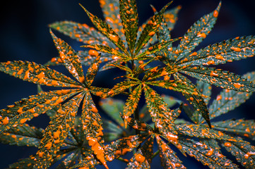 Marijuana bush in the spray of orange paint