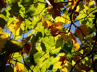Autumn Leaves