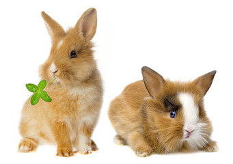 little rabbits isolated on a white background