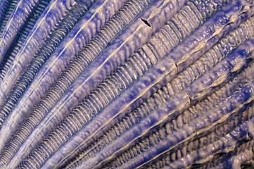 Blue seashell texture macro