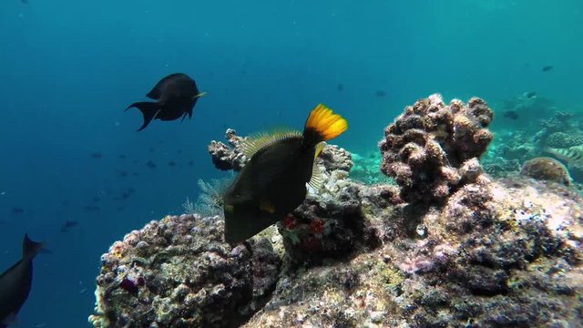 ein Korallenriff mit verschiedenen Fischarten