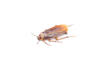 Cockroach isolated white background