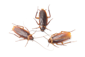 Cockroach isolated white background