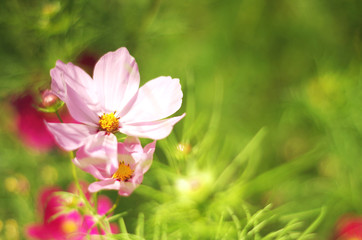 Obraz premium Cosmea