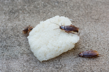 Close up cockroach eating sticky rice on wooden table.