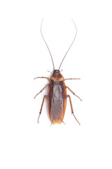 Cockroach isolated white background