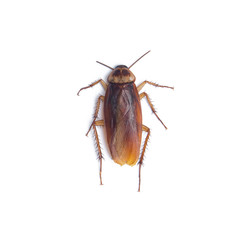 Cockroach isolated white background