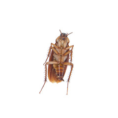 Cockroach isolated white background