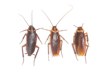 Cockroach isolated white background