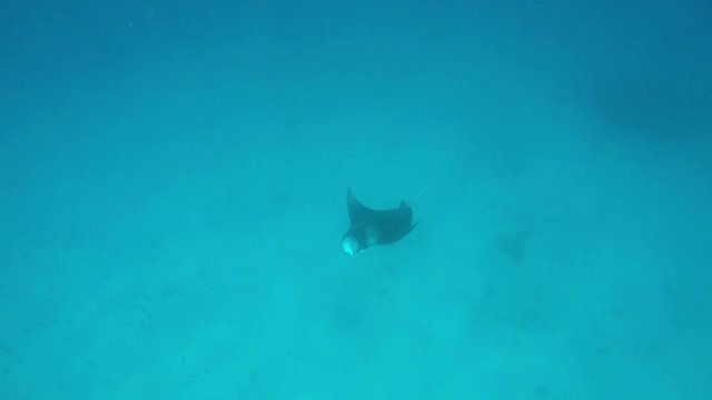 ein gro&szlig;er Mantarochen schwimm unter mir entlang