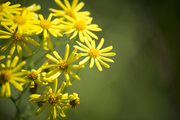 flower plant on blurred background