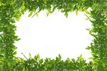 Fototapeta na wymiar Green leaves frame on white background
