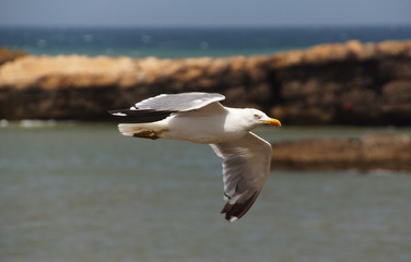 a seagull soars over an ocean
