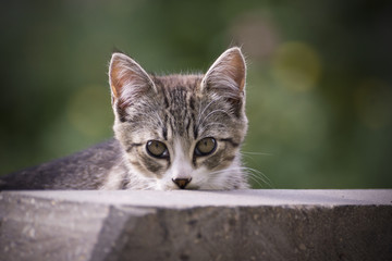 Obraz premium Cat on the street in the yard.