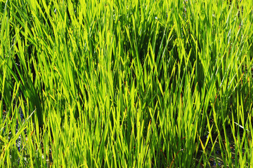 Thickets of cattails grow in the protective historical moat that passes around the Gatchina Palace.