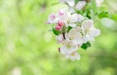 White flowers of the apple tree.