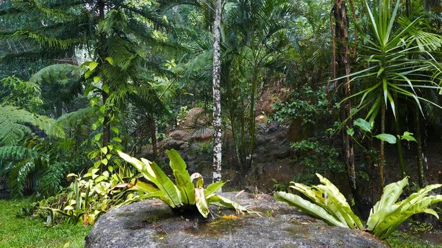 A clip from tropical gardens near Lake Balanan, under heavy rain. Presented as real time.
