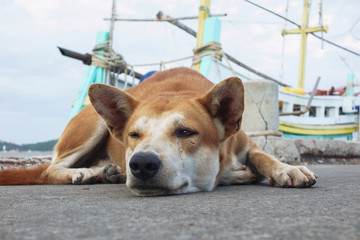 港の犬　海　舟