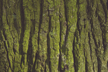 Old tree bark texture. Old tree stump bark with moss. Background
