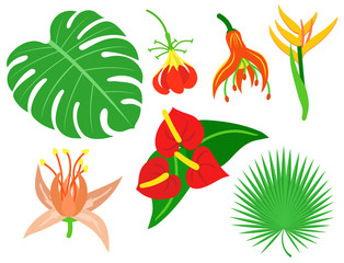 Beautiful tropical flower set design summer plants colorful decoration nature design floral drawing leaf blossom vector illustration.