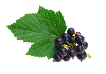 Black currant berries with leaves