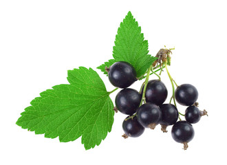 Black currant berries with leaves