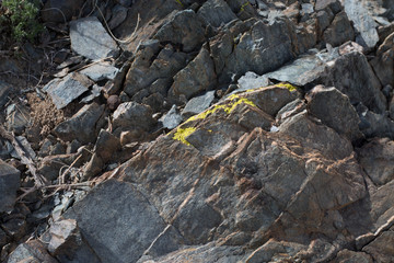 Yellow Lichens  or yellow rock fungus on a rock texture on Mountain.