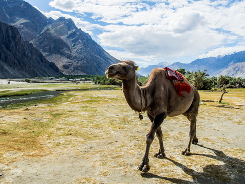 Bactrain Camel with Mountain Background
