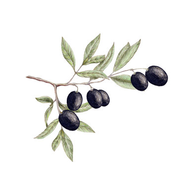 Isolated illustration of olive branch