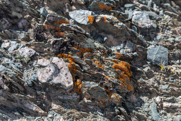 light  red-brown, Lichens  or rock fungus on a rock texture on Mountain in Ulgii : Mongolia .