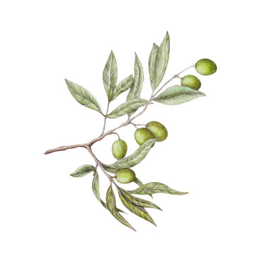 Isolated illustration of olive branch