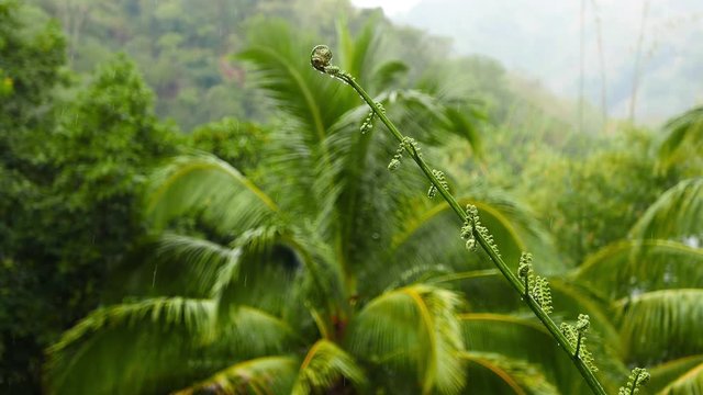 Close up shot of a fern frond from Siaton tropical forests under the rain. Presented as real time.

