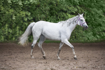 Obraz na płótnie Canvas white horse nature animal