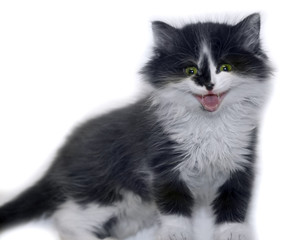 Fototapeta na wymiar cat kitten pets domestic