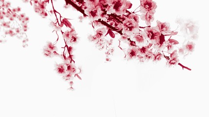 Blooming red cherry branch. White background