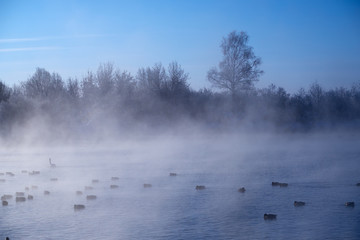 Swans and ducks in mist on altai lake Svetloe