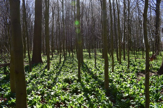 Ramsom and Woods