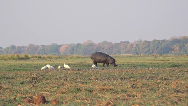 Lonely Hippo in the Chobe National Park (Botswana) as 4K footage
