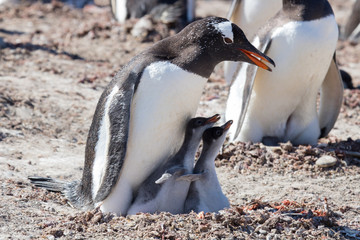 Gentoo penguin with two chicks