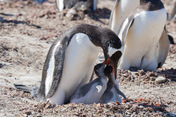 Gentoo penguin feeding chicks