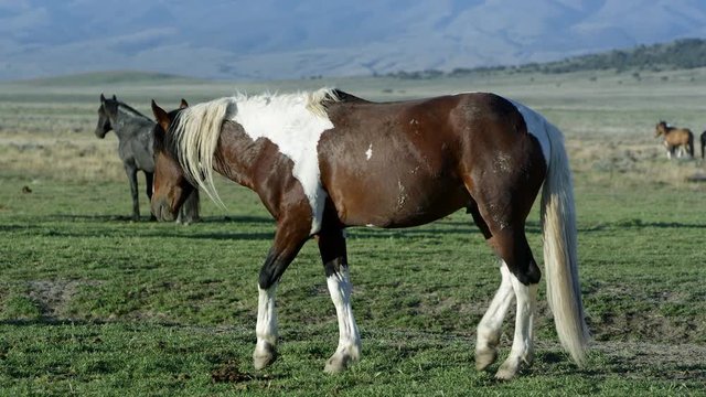View of wild Paint horse slowly grazing in grass