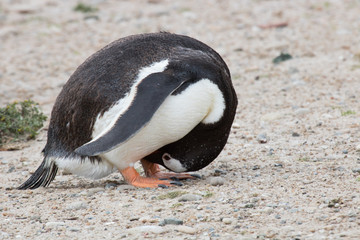 Gentoo penguin yoga