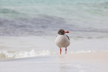 Dolphin gull, Falklands (Malvinas)
