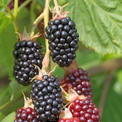Brombeeren, Rubus sectio Rubus