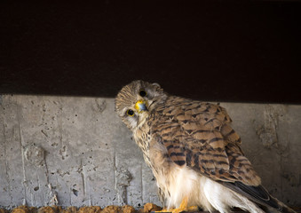 Bird of prey in the city. Portrait