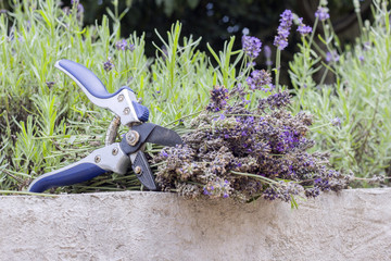 Cut dry lavender inflorescences and a garden pruner